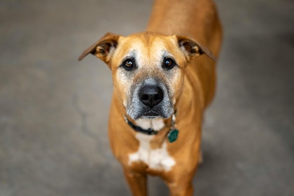 Comment gérer l'arrivée d'un chiot avec d'autres animaux ?
