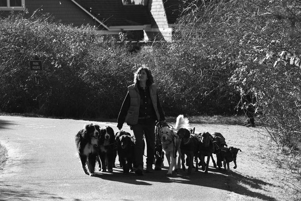 Détection canine de punaises de lit à paris : agissez vite !